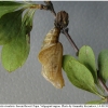 nep rivularis pupa7 volg21